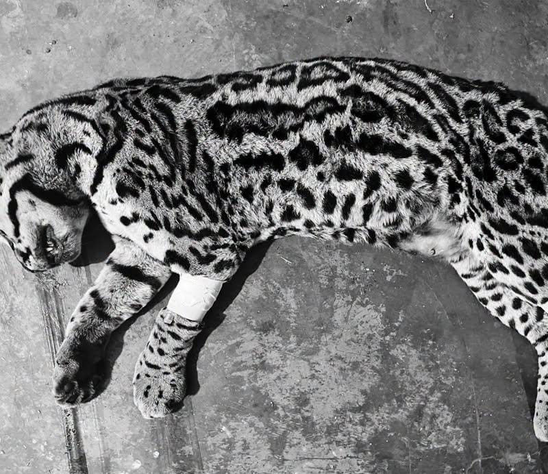 Jaguatirica atropelada no Eloy Chaves morre